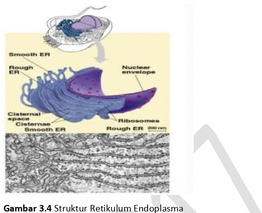 Gambar 3.4 Struktur Retikulum Endoplasma 