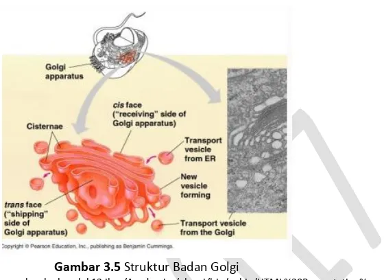 Gambar 3.5 Struktur Badan Golgi 