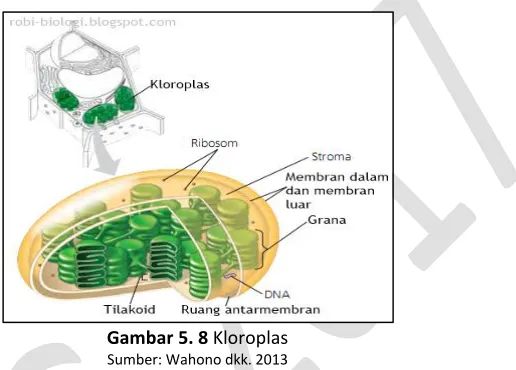 Gambar 5. 8 Kloroplas 
