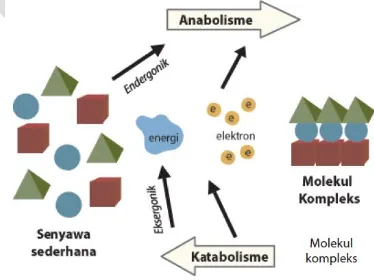 Gambar 5.6 Cara kerja enzim teori kecocokan yang terinduksi 