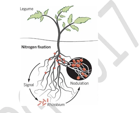 Gambar 6.3. Simbiosis bakteri rhizobium dengan bintil akar tumbuhan polong-polongan 