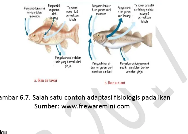 Gambar 6.7. Salah satu contoh adaptasi fisiologis pada ikan 