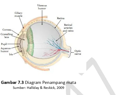Gambar 7.3 Diagram Penampang mata  