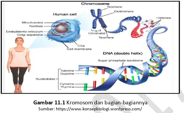 Gambar 11.1 Kromosom dan bagian-bagiannya 