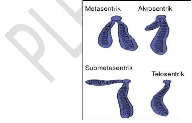Gambar 11.2 Letak sentromer kromosom Sumber: http://www.slideshare.net/ 