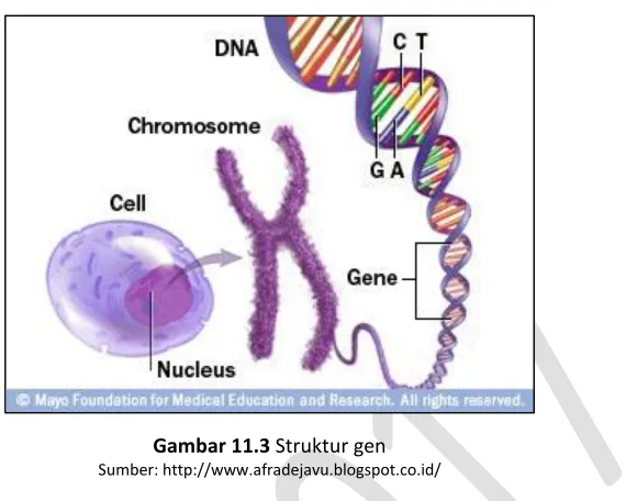 Gambar 11.3 Struktur gen 