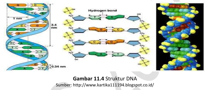 Gambar 11.4 Struktur DNA 