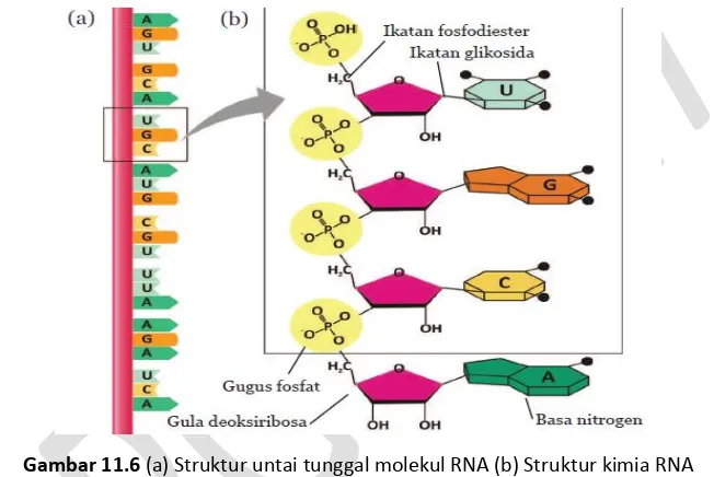 Gambar 11.6 (a) Struktur untai tunggal molekul RNA (b) Struktur kimia RNA 