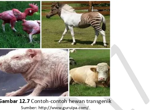 Gambar 12.7  Contoh-contoh hewan transgenik 