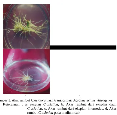 Gambar 1. Akar rambut C.asiatica hasil transformasi Agrobacterium  rhizogenes