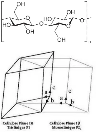 Gambar 2.6. Kiri: Unit Penyusun Selulosa, Selobiosa; Kanan: Fasa Selulosa Monoklinik Idan Triklinik I(Perez dan Mazeau, 2005) 
