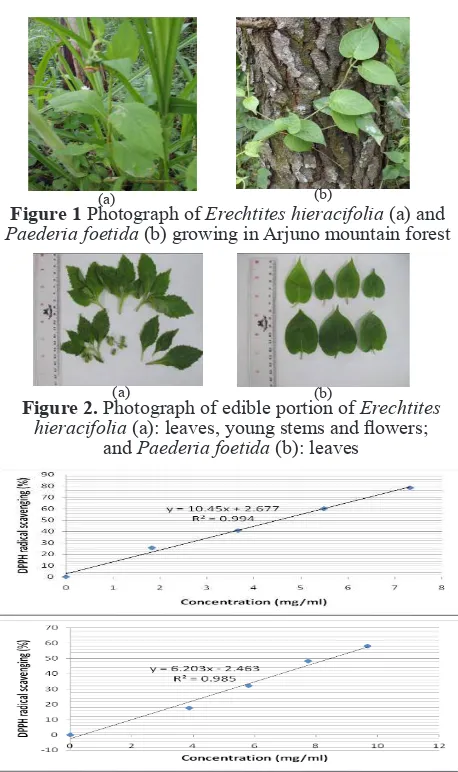 Figure 1 Photograph of Paederia foetida Erechtites hieracifolia (a) and (b) growing in Arjuno mountain forest