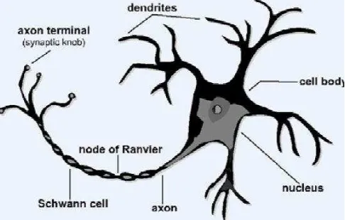 Gambar 2.1. Struktur neuron pada otak makhluk hidup (Sumber: Heaton, 2008) 