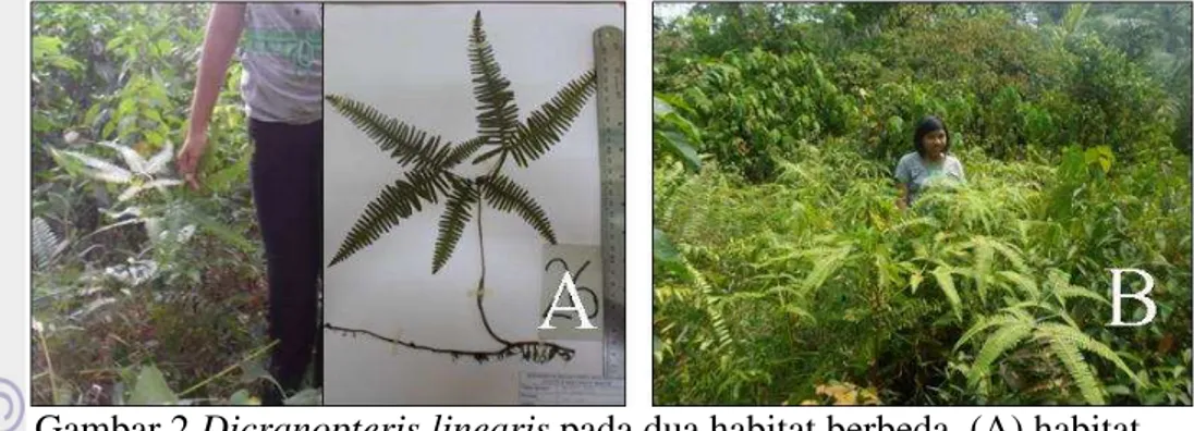 Gambar 2 Dicranopteris linearis pada dua habitat berbeda, (A) habitat  teduh, (B) habitat terbuka