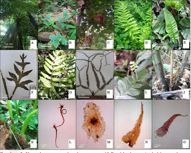 Gambar  3  Keanekaragaman  karakter  vegetatif  Pteridophyta,  A.  habitus  pohon,  tipe  pertumbuhan  B