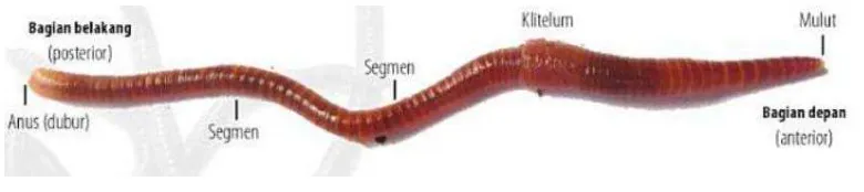 Gambar morfologi cacing tanah dapat dilihat di bawah ini :  