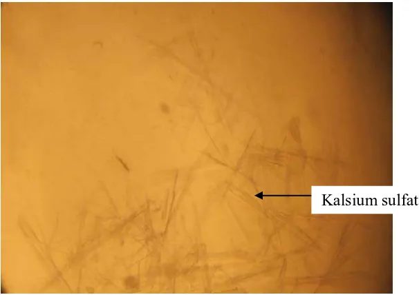 Gambar 10. Hasil Analisis Kualitatif Kalsium dengan Asam sulfat + etanol 96% v/v pada Cacing Tanah Pontoscolex corethrurus