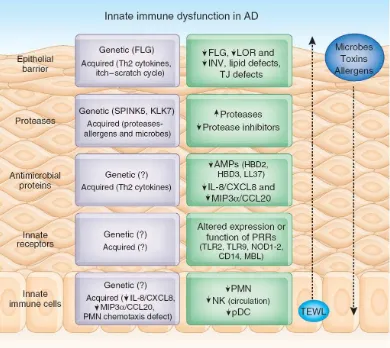 Gambar 2.1 Disfungsi imunitas bawaan pada penderita DA. 