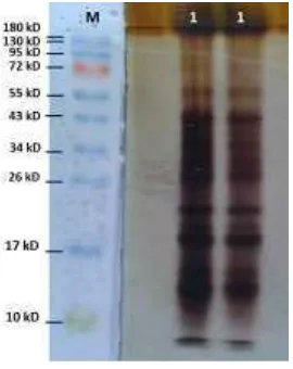 Gambar 9  Profil zimogram xilanase Streptomyces sp. BO 3.2. M : Prestained        Protein Ladder, 2 : sampel xilanase pH 5.5, 3 : sampel xilanase pH 8 