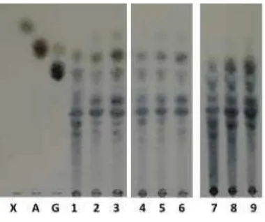 Gambar 11  Thin layer chromatography (TLC) produk hidrolisis enzimatis xilan  