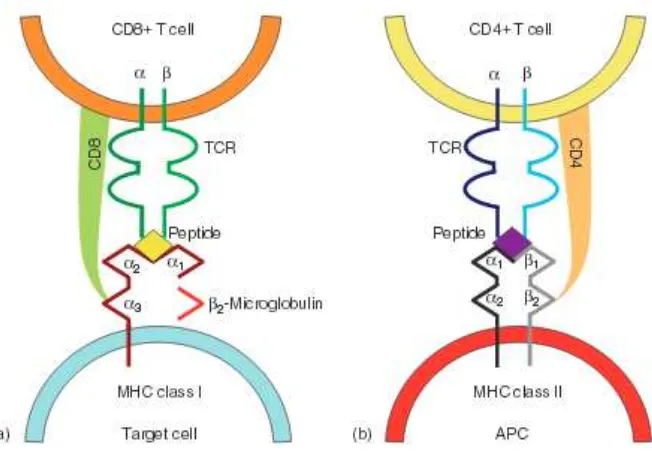 Gambar 2.6. Pengenalan Sel limfosit T CD4+ dan CD8+ 