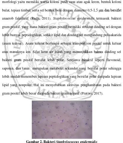Gambar 2. Bakteri  Staphylococcus epidermidis (Sumber: Fera, 2010) http://lib.unimus.ac.id 