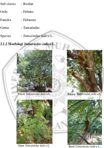 Gambar 1. Morfologi Asam Jawa (Tamarindus indica L.) 