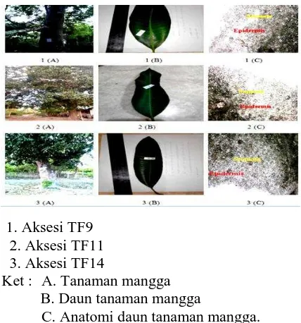 Gambar 3. Dendogram Analisis Cluster Tanaman Mangga Di Desa Lero Berdasarkan Morfologi dan Anatomi