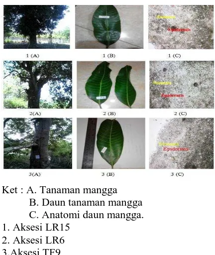 Gambar 6. Tampilan Morfologi dan Anatomi Tanaman Mangga Di Kecamatan Sindue.  