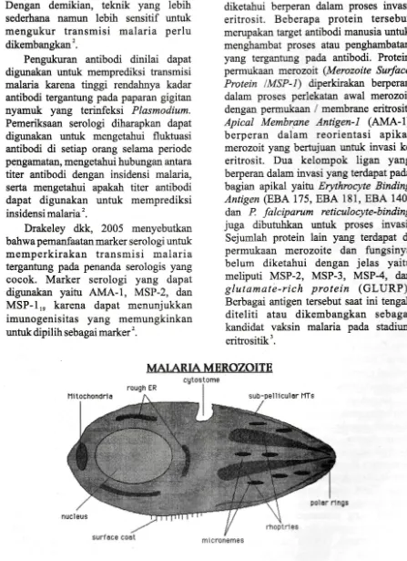 Gambar 3. Merozoit dan Plasmodium (ntaid rrh.gul')