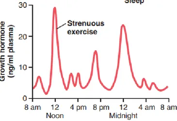 Gambar 2.1 Variasi sekresi Growth Hormone (GH) saat beraktivitas dan tidur (Guyton, 2016).
