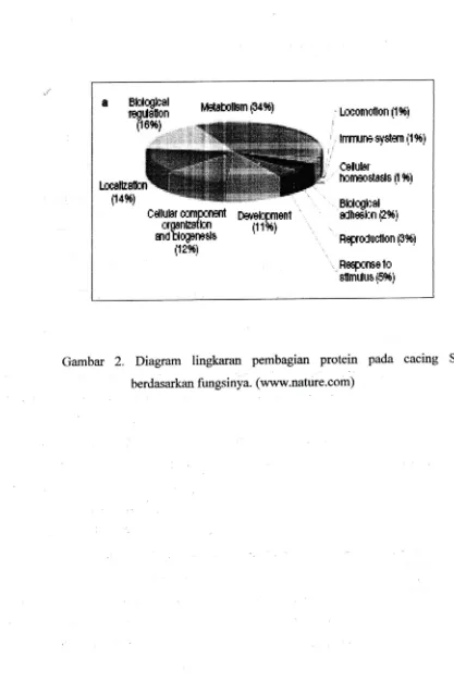 Gambar 2. Diagram lingkaran pembagian protein pada cacing Sj