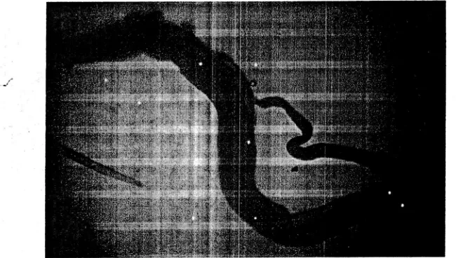 Gambar 3. Cacing Sjaponicum dewasa jantan dan betina perbesaran 4x yang ditemukan pada