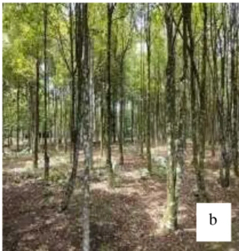 Gambar 1. Daun Gaharu dari Desa Bahorok dengan Jenis A. malaccensis (a),  Pohon Gaharu Desa Bahorok dengan Jenis A