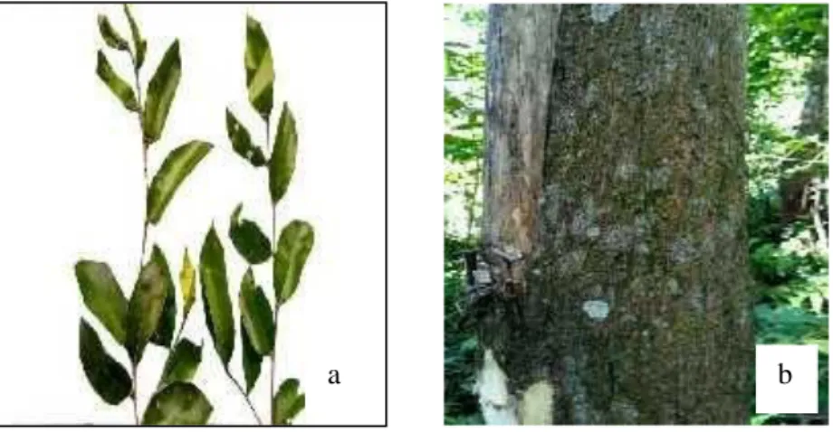 Gambar 2. Daun Gaharu dari Desa Bahorok dengan Jenis W. tenuiramis (a),  Pohon Gaharu Desa Bahorok dengan Jenis W