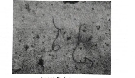 Gambar 7. Dirofilaria repens