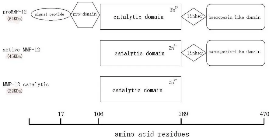 Gambar 2.3 Struktur Domain Dasar dari MMP-12 pada manusia. Bentuk laten MMP-12 pada manusia (atas), bentuk aktif dari MMP-12 pada manusia dengan berat molekul 45KDa (tengah), dan domain katalitik dengan berat molekul 22KDa (bawah) (Dikutip dari Song et al.