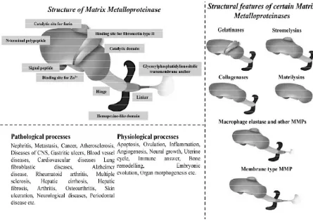 Gambar 2.4 Struktur utama MMP dan perannya pada proses fisiologis dan patofisiologis (kiri)