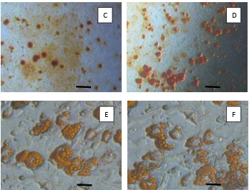 Gambar 3. Diferensiasi MSC dari Sumsum Tulang Mencit yang Dikultur dengan Medium              DMEM dan MEM  menjadi Sel Osteosit dan Adiposit