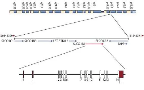 Gambar 3.  Lokasi gen SLCO1B1 dalam kromosom 12 20 