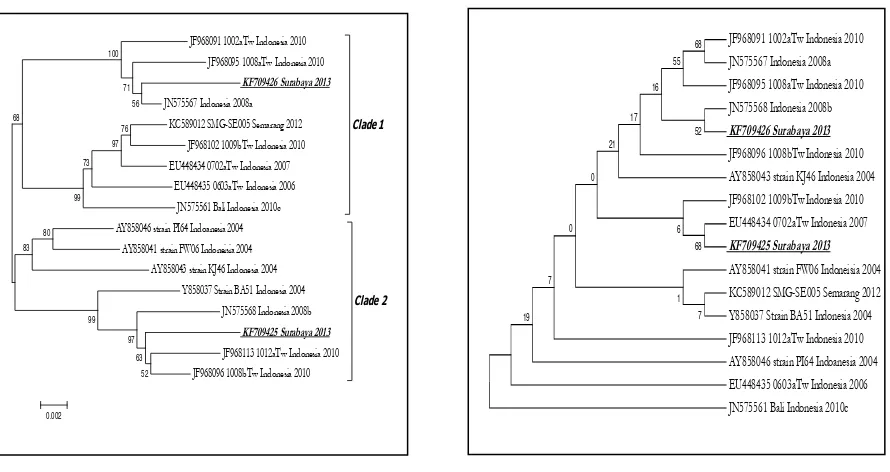 Gambar 1.  A. Pohonfilogenetik DENV-3 genotipe 1 berdasarkan nukleotida yang menggambarkan posisi 2 sekuen yang dianalisis.Kedua sekuen ditandai dengan huruf cetak miring dangaris bawah