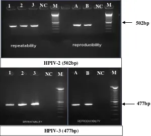 Gambar 5. Hasil positif pemeriksaan HPIV-3 sampel SB16.1196 NC: Negative control 