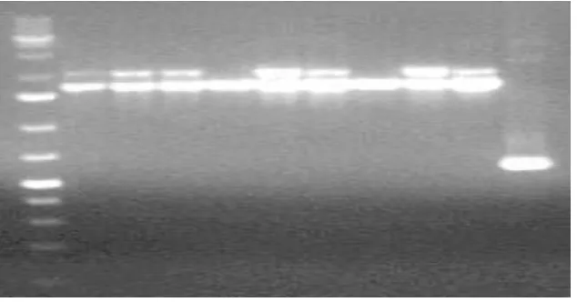 Gambar 3. verifikasi transformant Pichia rekombinan dengan PCR menggunakan pasangan 