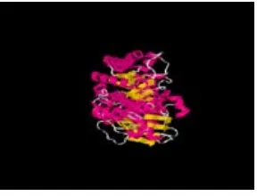 Gambar 1. Subunit besar enzim ribulosa-1,5-bifosfat karboksilase/oksigenase