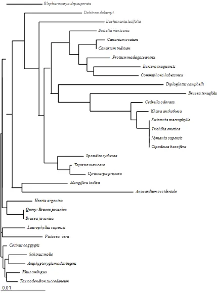 Gambar 2. Pohon  filogenetik yang menggambarkan hubungan kekerabatan B.  javanica.
