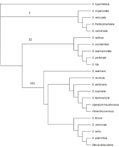 Gambar 1. Pohon Filogeni (Rectangular Cladogram) berdasarkan Algoritme Neighbour-Joining (Saitou & Nei, 1987) yang menunjukkan hubungan kekerabatan 20 spesies dari genus Stevia berdasarkan gen matK