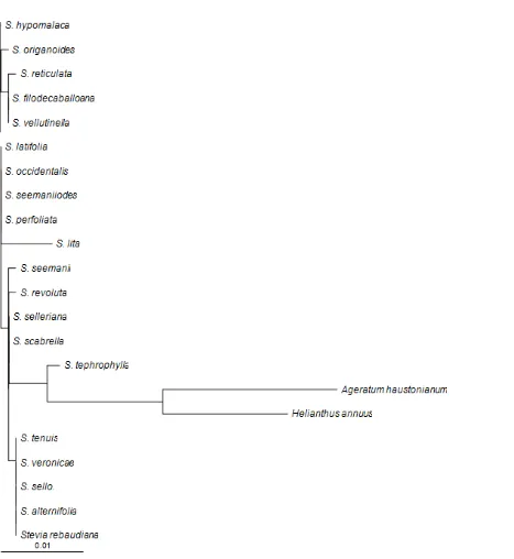 Gambar  2. Pohon Filogeni (Phylogrammenunjukkan hubungan kekerabatan 20 spesies dari genus Stevia berdasarkan gen) berdasarkan Algoritme Neighbour-Joining (Saitou & Nei, 1987) yang  matK