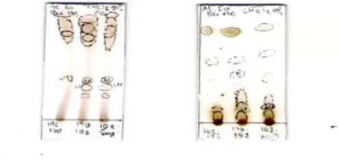 Figure 2. Thin layer chromatography (TLC) results of the polar active fraction F21(f175-f178), F22 (f179-f191) and, F22 (f192-203)