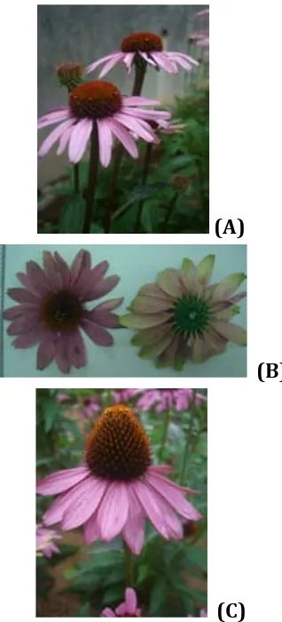 Figure 1. Infloresence of Echinacea purpurea acces-