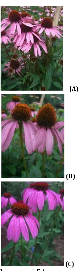 Figure 2. Infloresence of Echinacea purpurea acces-
